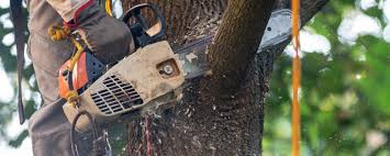 How Our Tree Care Process Works  in  Red Oak, NC